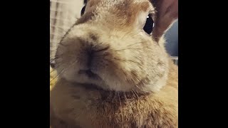 Kushiro · usagi946 rabbit room live camera (Kushiro City, Hokkaido) live stream