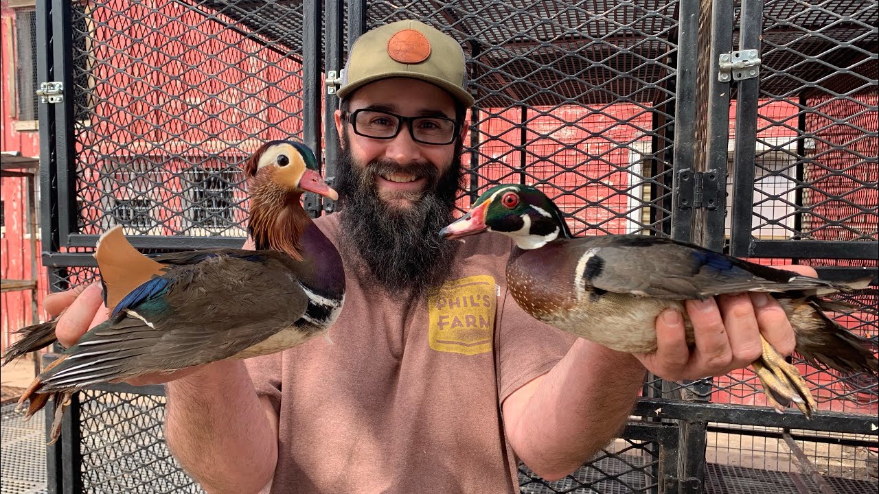 I Bought Exotic Ducks!!! Breeding Pen Update