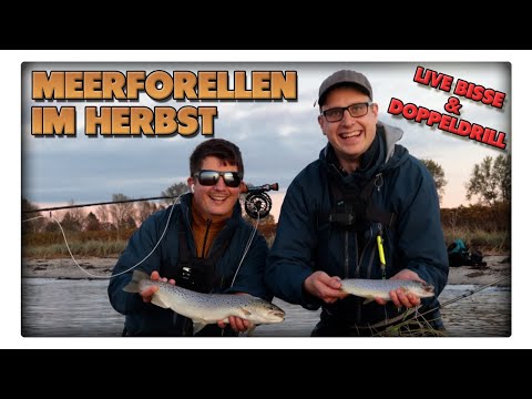 Meerforellen im Herbst fangen - Fliegenfischen und Spinnfischen auf Fünen