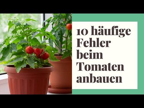 , title : '10 häufige Fehler beim Tomaten anbauen!'