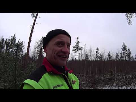 Metsolan Metsäkoulu 300 - Karun turvemaan uudistaminen halvalla!