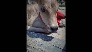 preview picture of video 'Baby calf cries as he tastes his mother's milk for the first time every'