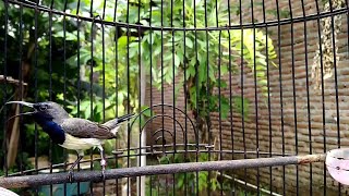 Download lagu CUKUP 1 MENIT!! SOGON MANAPUN BAKALAN NYAUT DAN IKUT NGALAS GACOR mp3