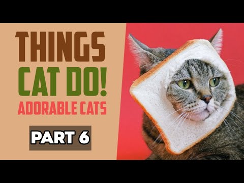 Things Cat Do - Adorable Cats - Part 6 | Animals | Capture World