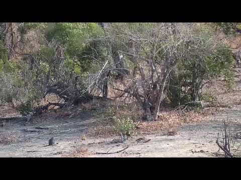 Djuma: Lone Hyena comes out of treeline - 08:18 - 09/01/19