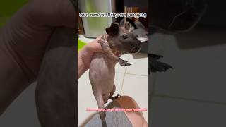 Download lagu Cara membuat Babybara #animal #funny #capybara mp3