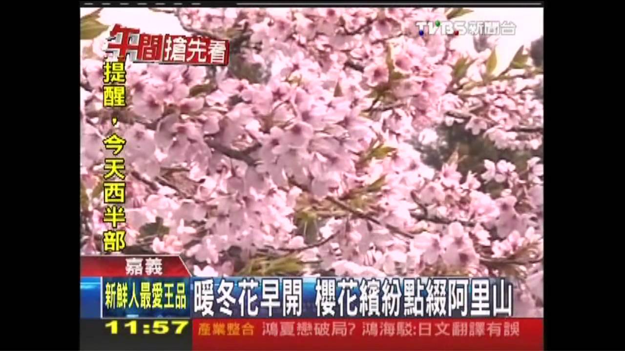 看櫻變賞花 暖冬阿里山櫻王提早謝