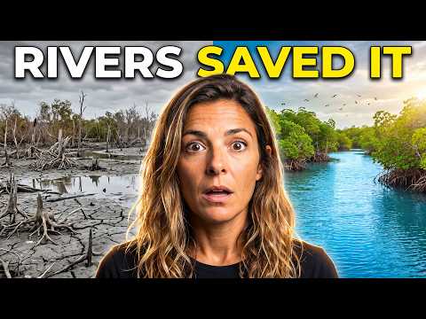 Thumbnail for A Mangrove Sea Was LEFT FOR DEAD... Then Colombia Reopened Its Rivers by Colombia