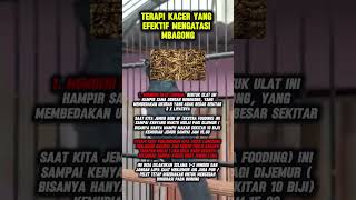 Download lagu Terapi kacer yang efektif mengatasi mbagong mp3 Download lagu Terapi kacer yang efektif mengatasi mbagong mp3