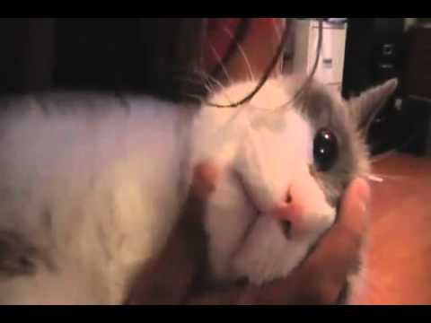 Keri's cat Jacqueline