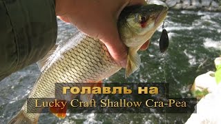 Lucky craft shallow cra pea