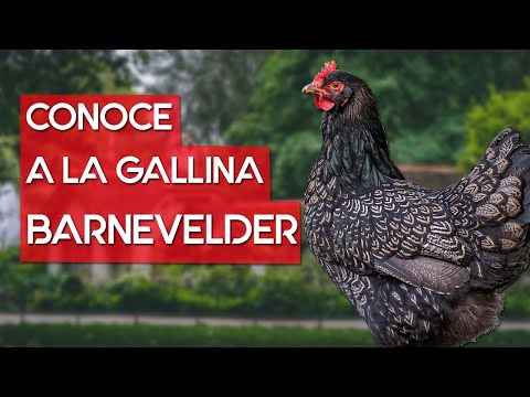 , title : 'Gallina Barnevelder 🐔 una raza de gallina para huevos y carne'