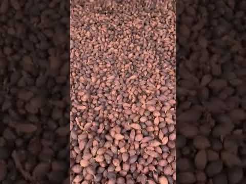 Black cardamom badi elaichi with stem super organic