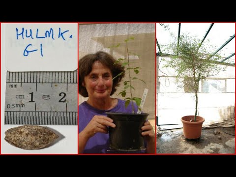 An Extinct Biblical’ Tree Resurrected From 1,000-Year-Old Mystery Seed Found in Judean Cave