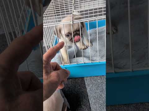 AIパグ01xxx 紹介ムービー