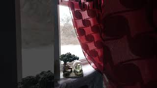 Why you come back?? #mainelife  #temperature #springtime #snowing #snow #victorian #curtain