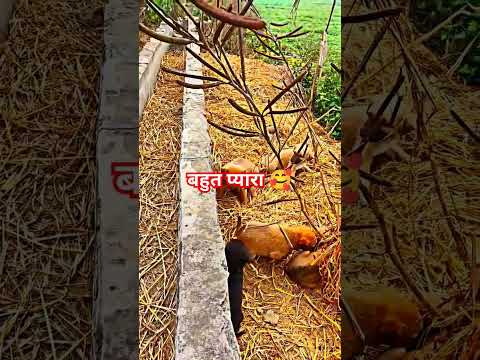 dog lover #doglover #cutedog #shortvideo #shorts #youtubeshorts