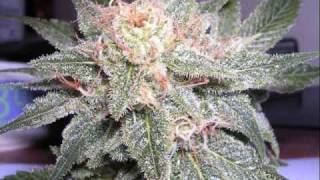 Andre Nickatina &amp; Equipto - Tell Dat Ta Dummies