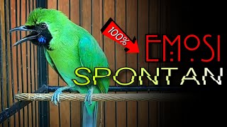 Download lagu 🔴100% EMOSI SPONTAN‼️CUCAK IJO GACOR JAMTROK FULL TEMBAKAN NGEKEK mp3