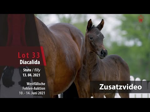 35. Westf.Online Auktion 2nd Chance - Zusatzvideo Lot 1 Diacalina v. Diacontinus/Calido
