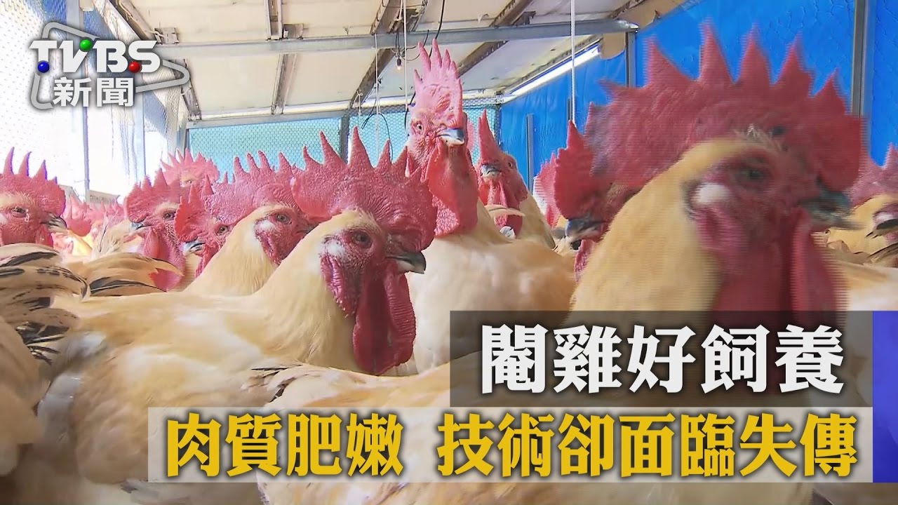 閹雞好飼養 !肉質肥嫩 技術卻面臨失傳