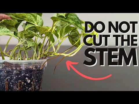 Multiply your Pothos 2x FASTER with this method