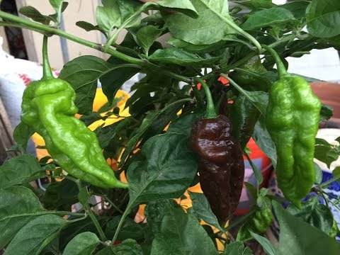 2017 Super Hot Peppers Growing Season - Ep. 08 - We Have Fruits!!!