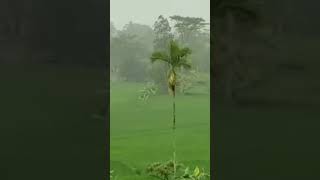 Download lagu suara suling Sunda merdu #shorts #relaxing #sunda #shortvideo #musicsleep #popsunda #relaksasi mp3