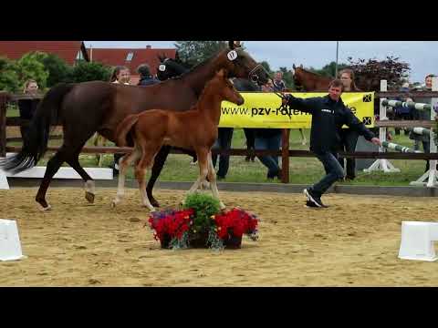 17. Stute, geb. 03.04.2022 – V: Shu Fu M: Bordeaux – Don Frederico