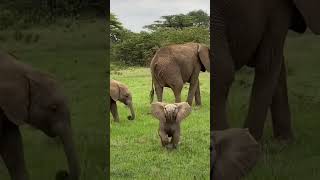 Download lagu ANAK GAJAH LUCU😂😂#shorts mp3