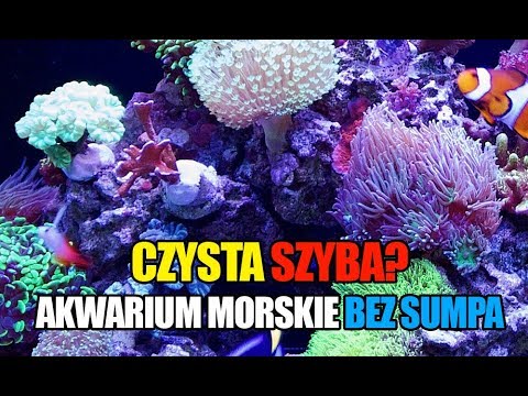 (60) Glossy Reef 200 - Nareszcie czysta szyba - Akwarium morskie bez sumpa - Reef aquarium