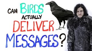 Can Birds Actually Deliver Messages?