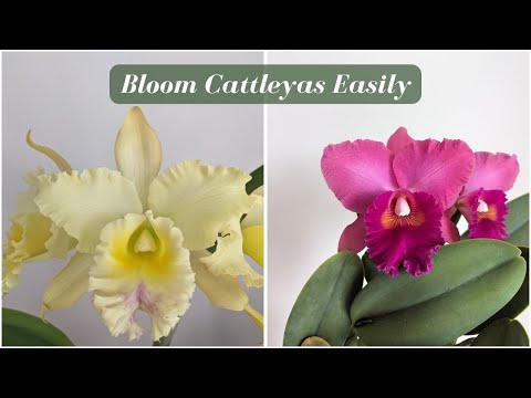 How to Grow Stunning Cattleya Orchids: Expert Tips for Blooming Success!