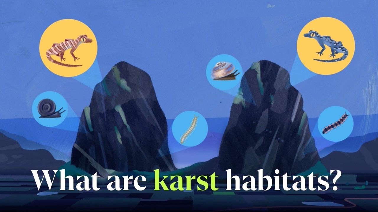 What are karst habitats?