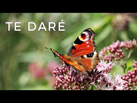 Te dare + Fondo Jaime Ospino - IURD