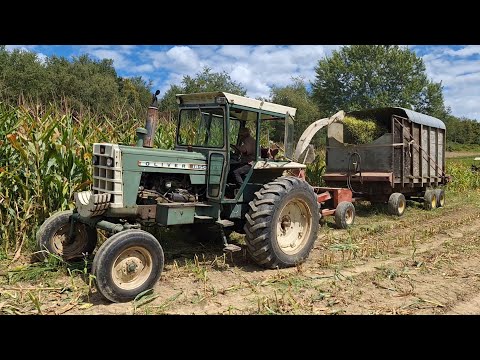 Chopping Corn Silage 2025