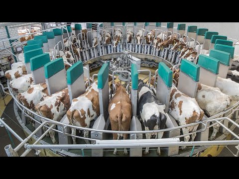 Amazing Modern Automatic Cow Farming Technology, Incredible Automatic Feeding and Milking Machine #1