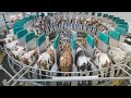 Amazing Modern Automatic Cow Farming Technology Incredible Automatic Feeding And Milking Machine 1