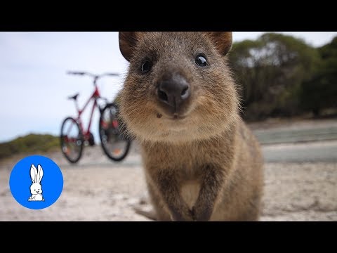 Adorable Compilación De Dulces Quoakkas