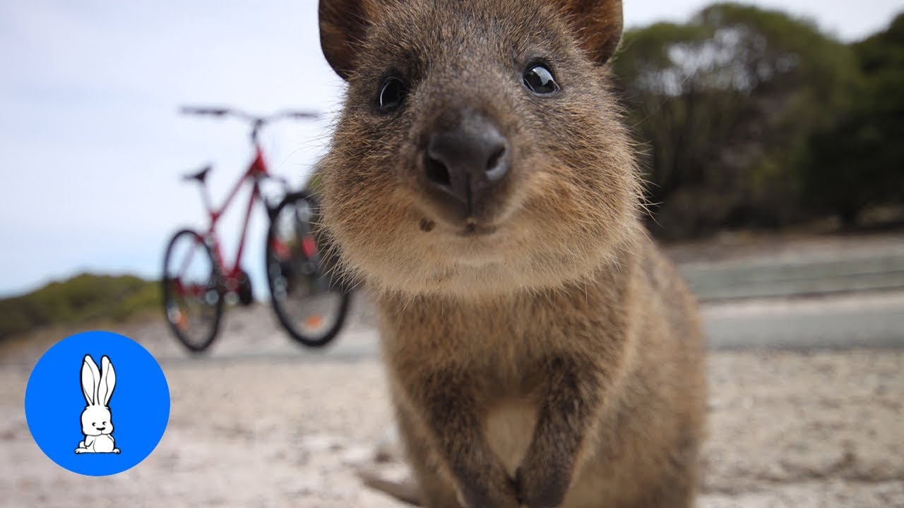 ULTIMATE Quokka Selfie Compilation - TRY NOT TO AWW!