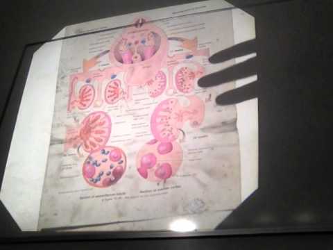 Embriologia - Fani - Sistema Reprodutor