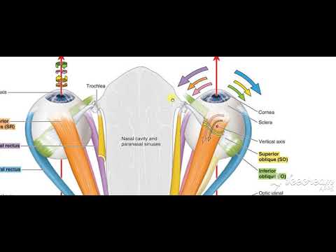 Extrinisic muscles action 7