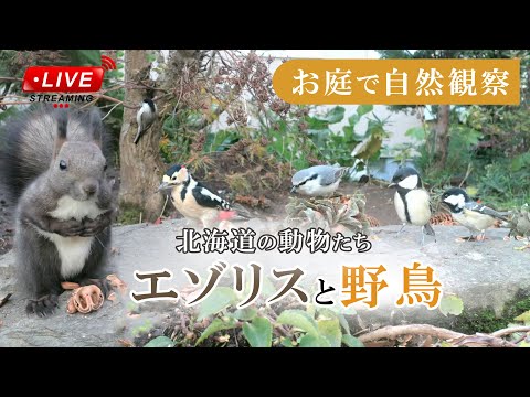 なぜ鶏や野鳥の餌箱に砂を入れるのでしょうか？  庭園