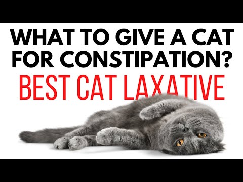Best cat food for constipation | best cat laxative | what to give a cat for constipation?