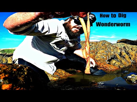 How To Dig Wonderworm and What to Look for