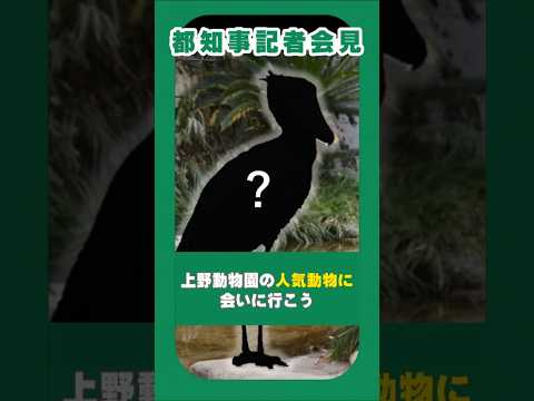 【ハシビロコウ】上野動物園の人気動物に会いに行こう #東京都 #uenozoo #上野動物園 #shoebill #ハシビロコウ #84B65