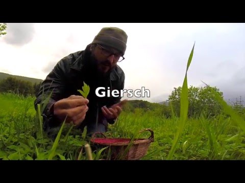 Wildkräutersalat mit Lachs aus der Spülmaschine