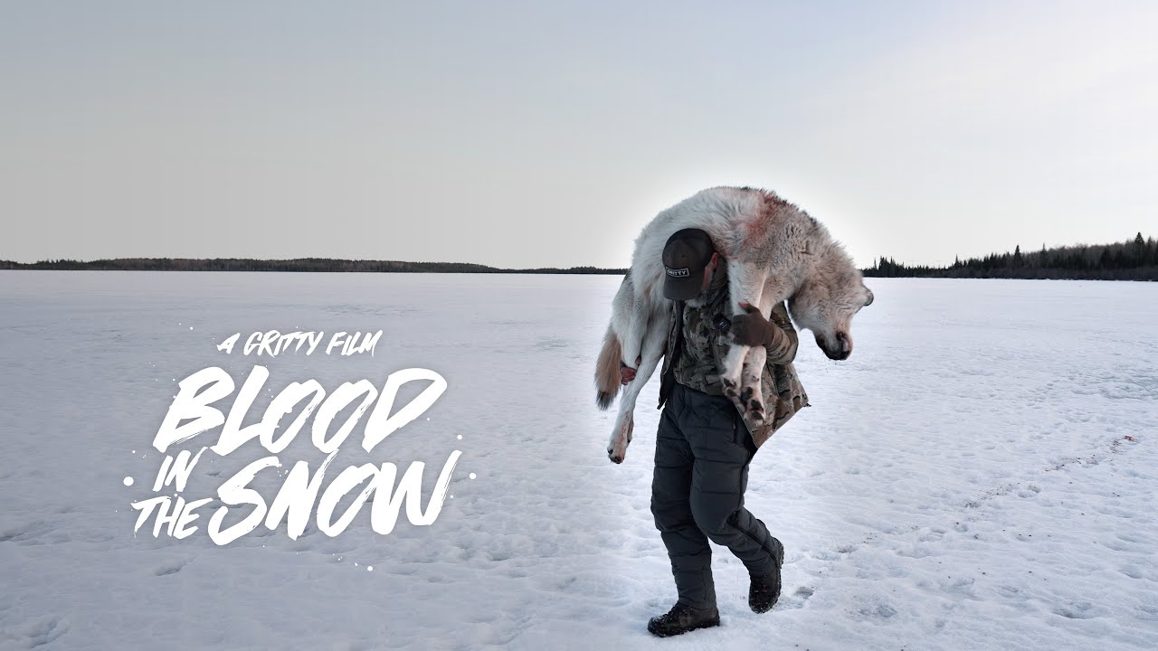 BLOOD IN THE SNOW | A WOLF HUNT | 🎬 GRITTY 4K FILM
