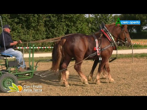 Episode of August 8, 2021 – Part 4 – TPR 4-Legged Tractors