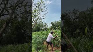 Download lagu nangkap hurung mengunakan bambu runcing #nature #shortvideo mp3